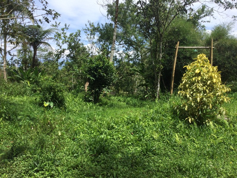 Land Freehold Nice VIew Payangan Ubud Bali