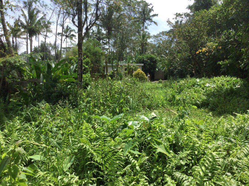 Land Freehold Nice VIew Payangan Ubud Bali