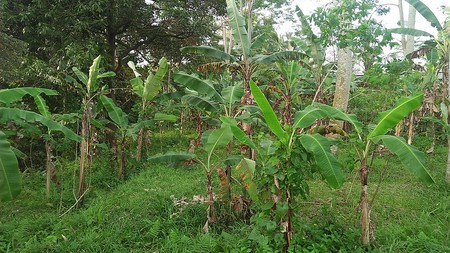 Freehold Land for Sale 25 minutes from Ubud Center Bali