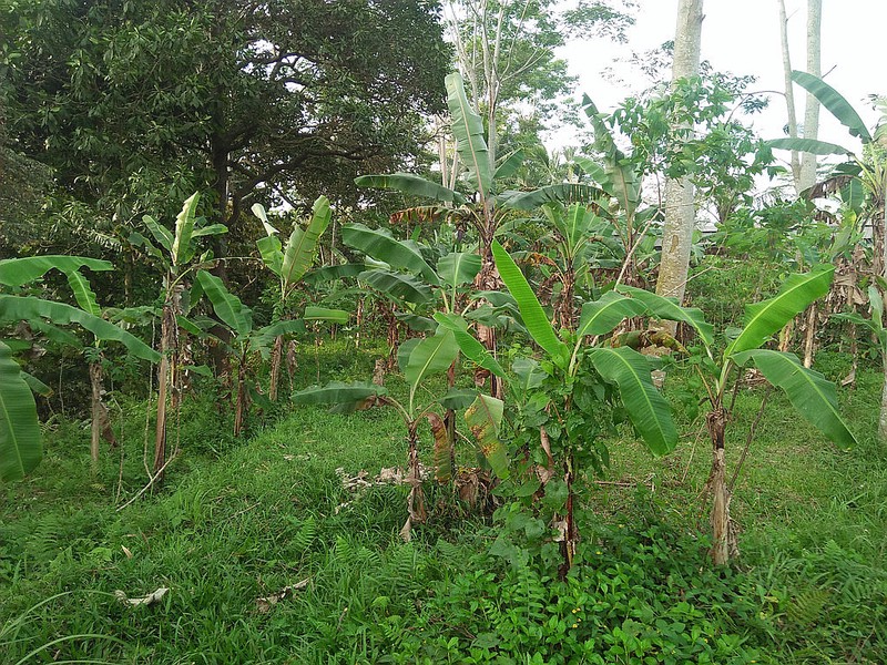 Freehold Land for Sale 25 minutes from Ubud Center Bali