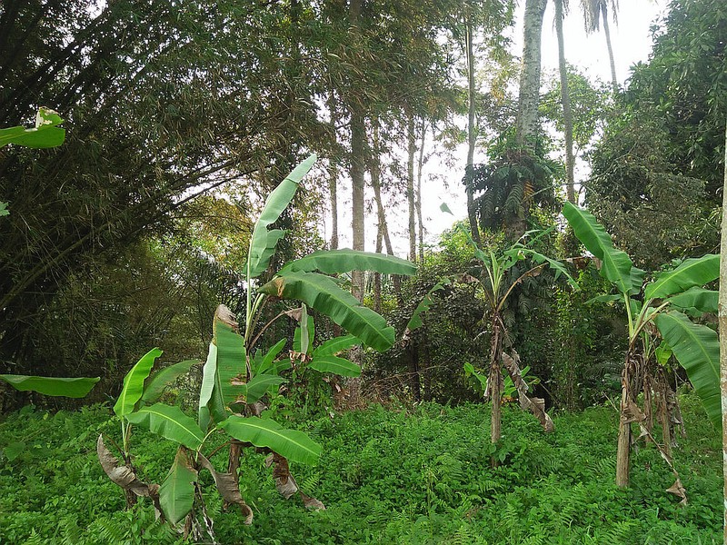 Freehold Land for Sale 25 minutes from Ubud Center Bali