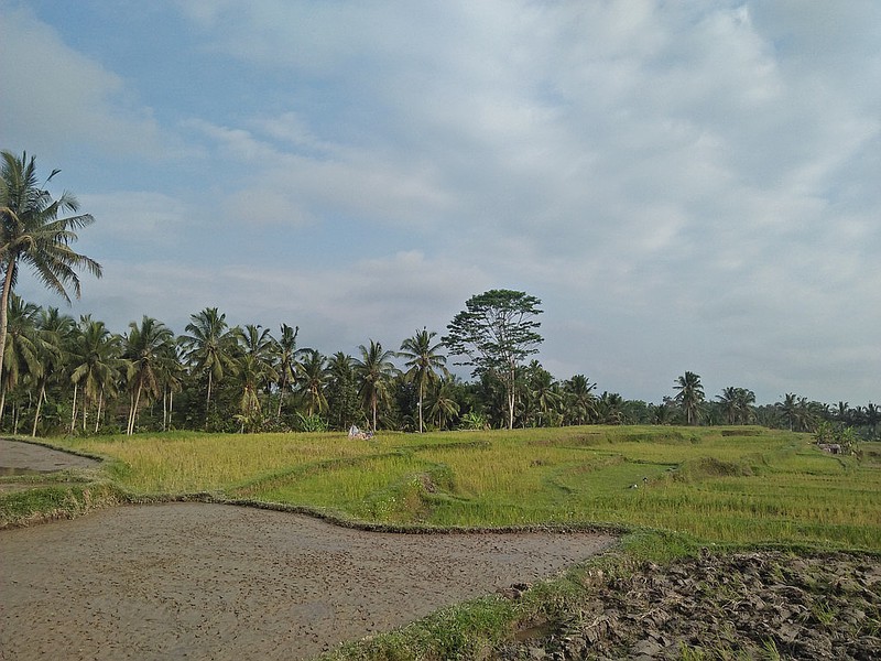 Freehold Land for Sale 25 minutes from Ubud Center Bali