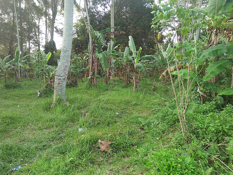 Freehold Land for Sale 25 minutes from Ubud Center Bali