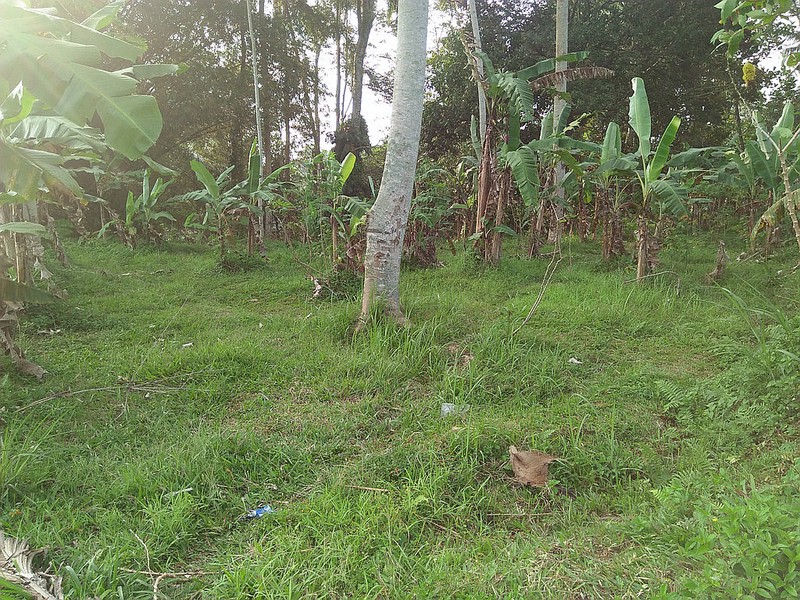 Freehold Land for Sale 25 minutes from Ubud Center Bali