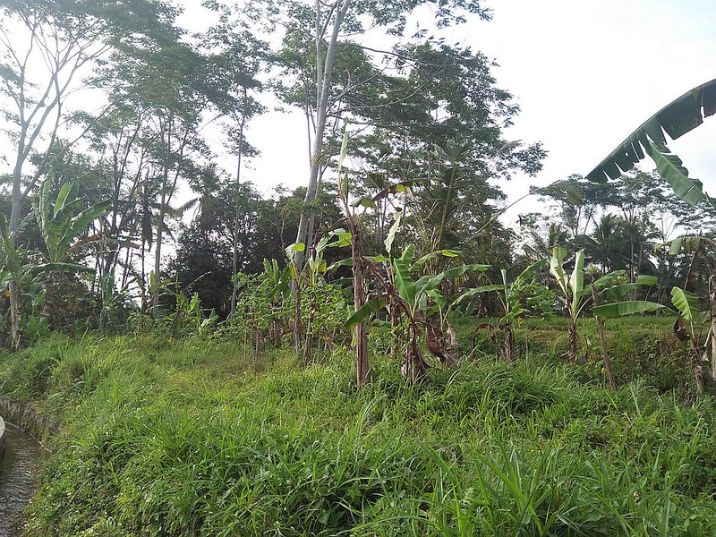 Freehold Land for Sale 25 minutes from Ubud Center Bali