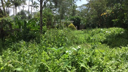 Land Freehold Nice VIew Payangan Ubud Bali
