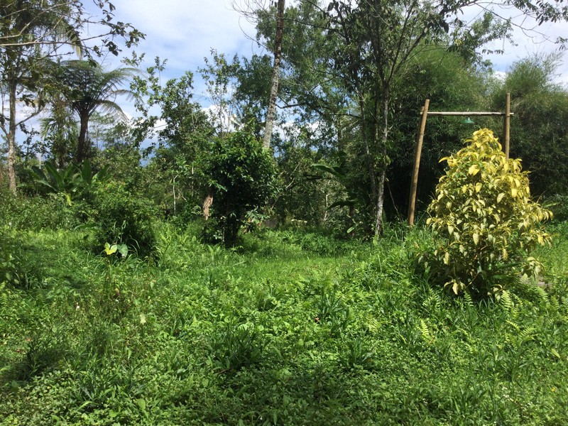 Land Freehold Nice VIew Payangan Ubud Bali