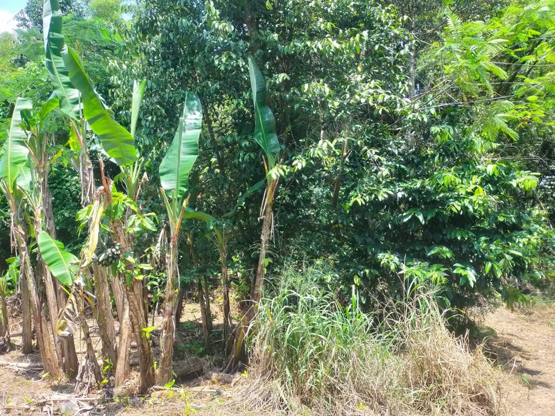 Lahan Luas & Strategis ± 2500 Meter di Sinduharjo, Ngaglik, Sleman  Cocok untuk Resto, Gudang, atau Usaha Kreatif