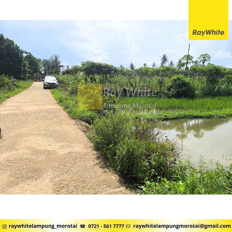 Dijual Cepat tanah sawah produktif di dusun poncol natar Lampung selatan