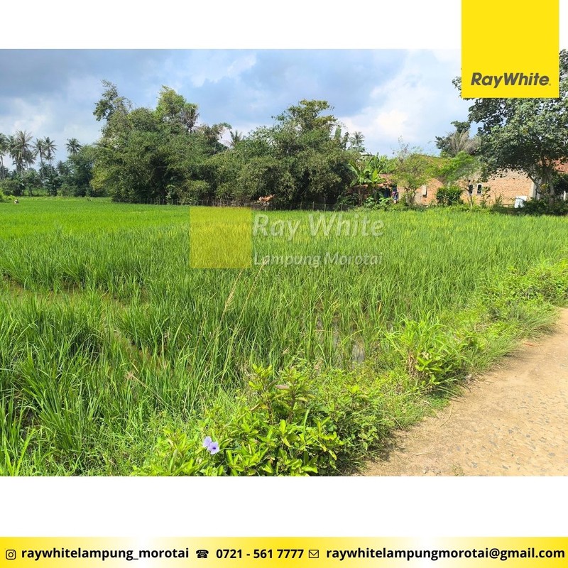 Dijual Cepat tanah sawah produktif di dusun poncol natar Lampung selatan