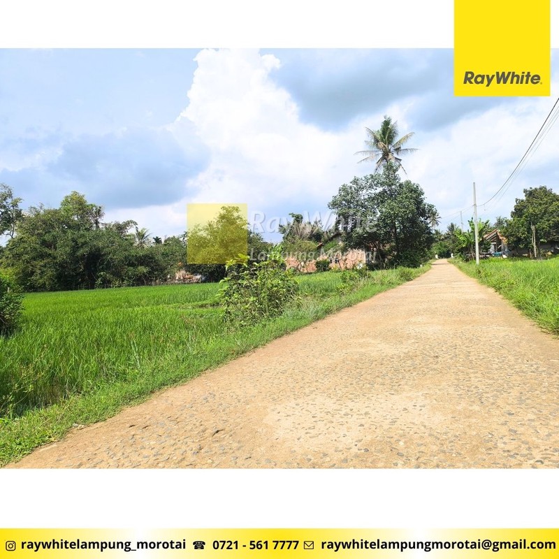 Dijual Cepat tanah sawah produktif di dusun poncol natar Lampung selatan