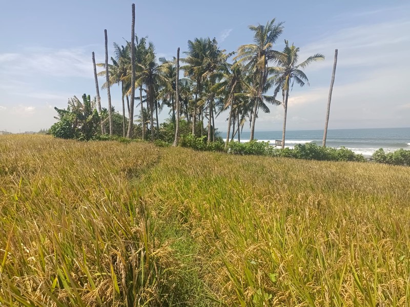 Land Freehold Beachfront Pasut Tabanan Bali