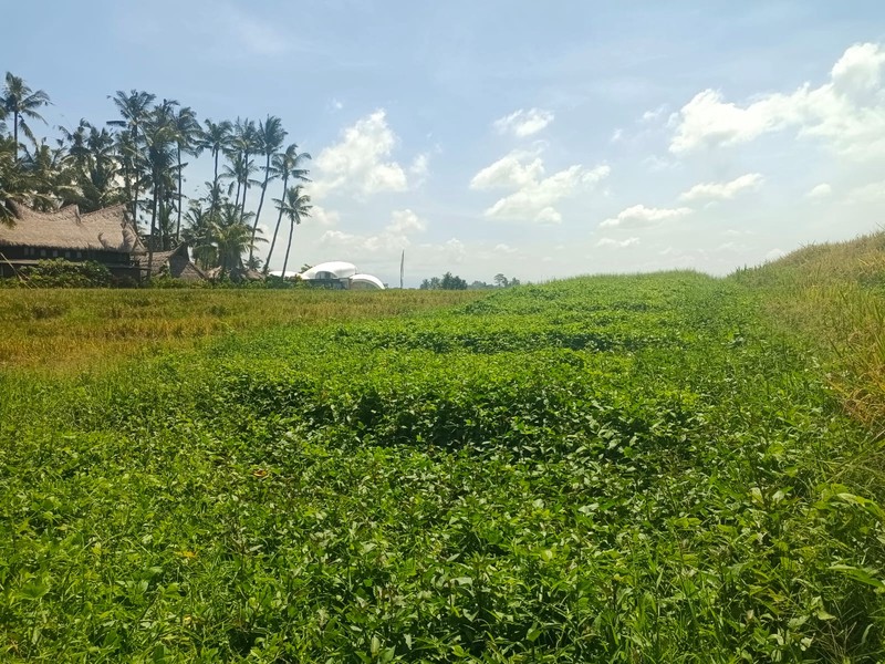 Land Freehold Beachfront Pasut Tabanan Bali