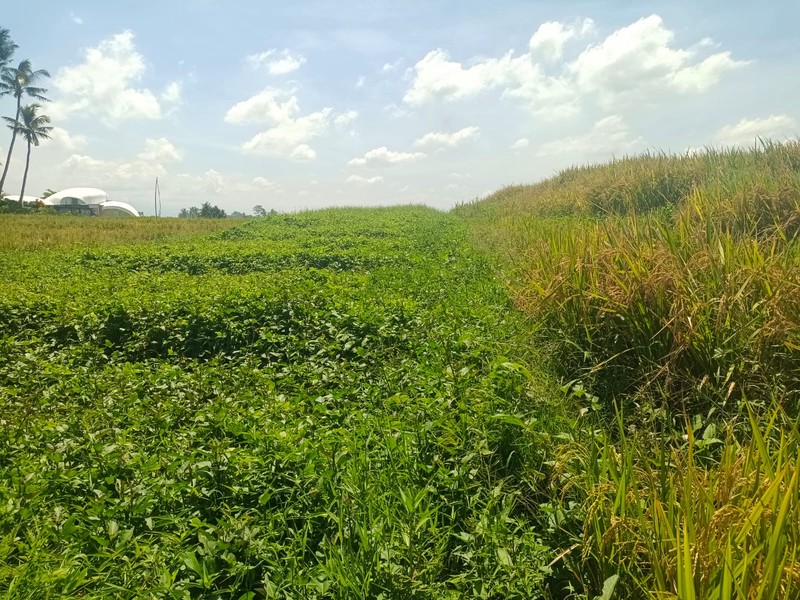 Land Freehold Beachfront Pasut Tabanan Bali