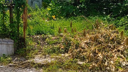 Tanah Pekarangan Luas 500 Meter Persegi Lokasi Strategis Dekat Hotel Hyatt Palagan - Ngaglik Sleman 