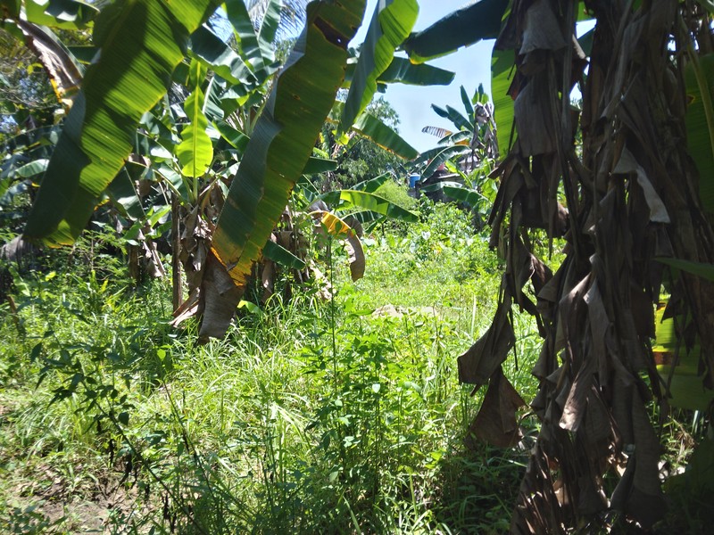 KAVING LUAS DEKAT MASJID DI BUKIT CILEUNGSI INDAH KLAPA NUNGGAL HARGA NEGO