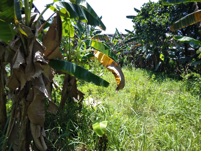KAVING LUAS DEKAT MASJID DI BUKIT CILEUNGSI INDAH KLAPA NUNGGAL HARGA NEGO