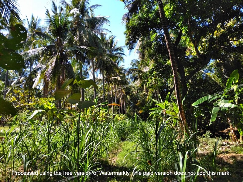 Strategic 1500 sqm Land in Air Sanih - Perfect for Residential Development