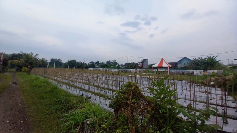 Tanah Strategis 2621 Meter Persegi di Jalan Kebon Agung, Sleman Cocok Untuk Investasi/Cluster