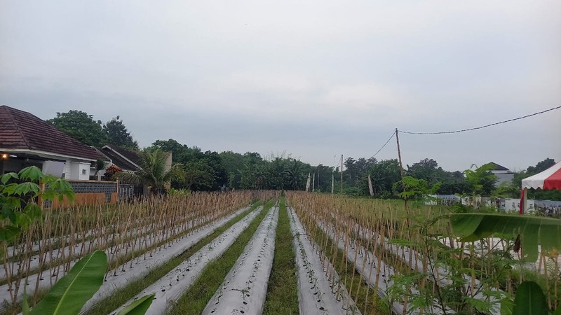 Tanah Strategis 2621 Meter Persegi di Jalan Kebon Agung, Sleman Cocok Untuk Investasi/Cluster