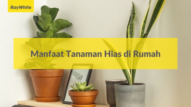 Manfaat Tanaman Hias di Rumah