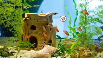 ISI RUMAH KALIAN DENGAN 10 MACAM IKAN HIAS INI! LUCU-LUCU BANGET!