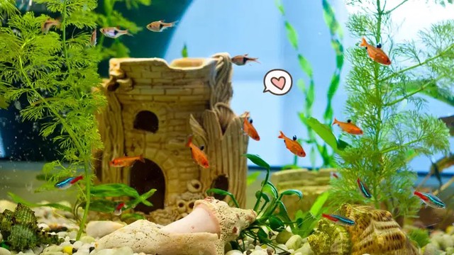 ISI RUMAH KALIAN DENGAN 10 MACAM IKAN HIAS INI! LUCU-LUCU BANGET!