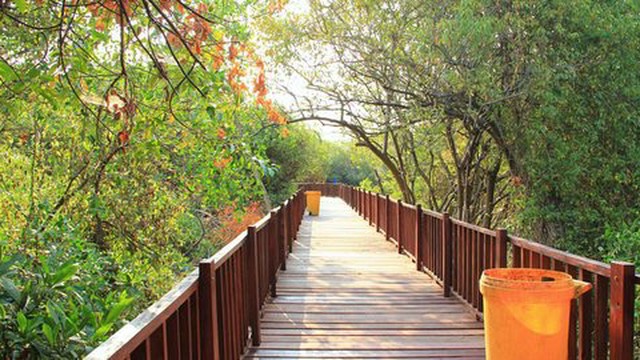 Menghirup Udara Segar Lewat Ekowisata Mangrove Wonorejo Surabaya