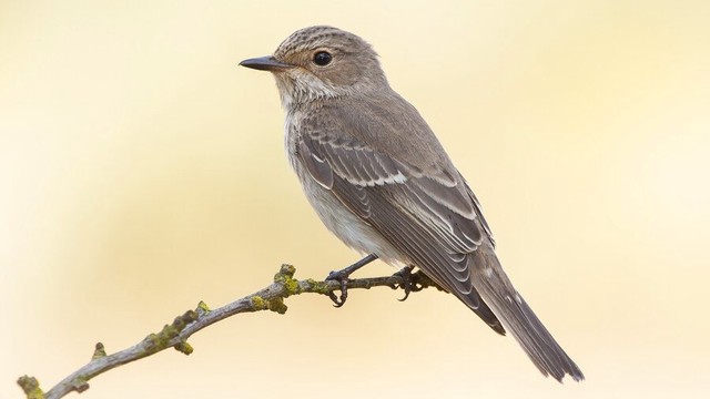 5 Jenis Burung Yang Dapat Dipelihara Di Rumah, Suaranya Merdu Lho!