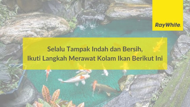 Selalu Tampak Indah dan Bersih, Ikuti Langkah Merawat Kolam Ikan Berikut Ini