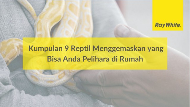 Kumpulan 9 Reptil Menggemaskan yang Bisa Anda Pelihara di Rumah