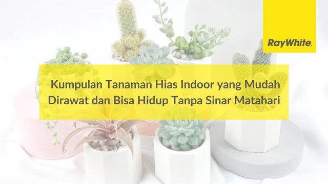 Kumpulan Tanaman Hias Indoor yang Mudah Dirawat dan Bisa Hidup Tanpa Sinar Matahari