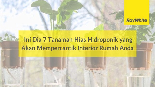 Ini Dia 7 Tanaman Hias Hidroponik yang Akan Mempercantik Interior Rumah Anda