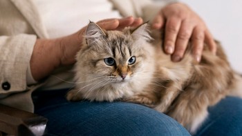 5 Jenis Kucing Imut Dan Menggemaskan Buat Peliharaan di Rumah