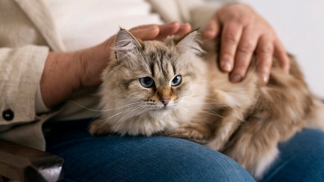 5 Jenis Kucing Imut Dan Menggemaskan Buat Peliharaan di Rumah