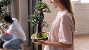 Panduan Praktis Memiliki Bonsai di Rumah untuk Hunian Lebih Indah