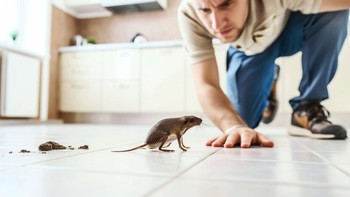 8 Cara Rumah Anda Terbebas Dari Tikus, Simak Baik-Baik Demi Kenyamanan Rumah