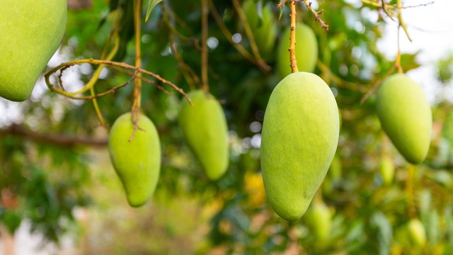 Manfaat Menanam Pohon Mangga di Rumah, Terasa Lebih Sejuk dan Bisa Menikmati Buah Secara Gratis