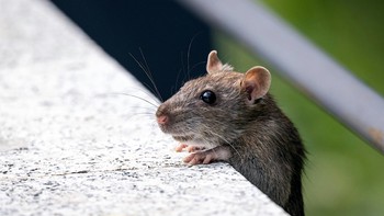 Usir Tikus di Rumah Dengan Berbagai Cara Berikut, Simak Baik-Baik