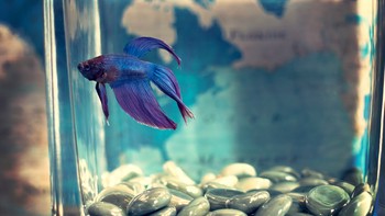 Merasa Bosan di Rumah? Pelihara Ikan Hias di Bawah Ini untuk Menemani Anda