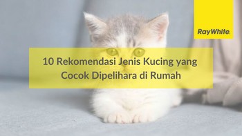 10 Rekomendasi Jenis Kucing yang Cocok Dipelihara di Rumah