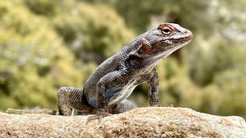 Pencinta Reptil Merapat, Ini Dia 6 Reptil yang Cocok Anda Pelihara di Rumah