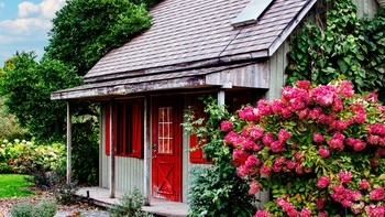 7 Jenis Bunga yang Cocok untuk Ruang Tamu untuk Mempercantik Rumah Anda