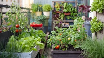 Cara Menanam Sayuran dan Buah di Taman atau Rooftop untuk Konsumsi Pribadi Beserta Manfaat Kesehatannya!