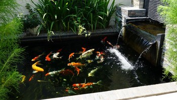 Cara Merawat Kolam Ikan Koi agar Tetap Bersih dan Alami di Rumah!