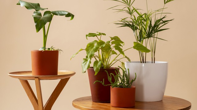 Berikut Perbandingan Tanaman Palsu dan Tanaman Asli untuk Dekorasi Rumah: Mana yang Lebih Baik?