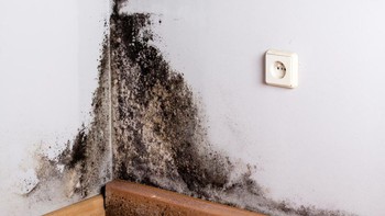 Bahaya Black Mold bagi Kesehatan Tubuh Kenali Dampak dan Cara Pencegahannya