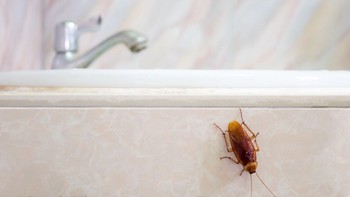 Cara Mencegah Kecoa Bermunculan di Kamar Mandi agar Tetap Bersih dan Higienis