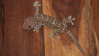 Bahan-Bahan yang Ampuh untuk Mengusir Tokek di Rumah Secara Alami dan Aman