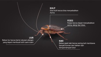 Mengapa Tidak Boleh Menginjak Kecoa? Ini Bahaya Tersembunyi dan Cara Efektif Membasmi Kecoa dari Kamar Tidur